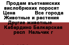 Продам въетнамских вислобрюхих поросят › Цена ­ 2 500 - Все города Животные и растения » Другие животные   . Кабардино-Балкарская респ.,Нальчик г.